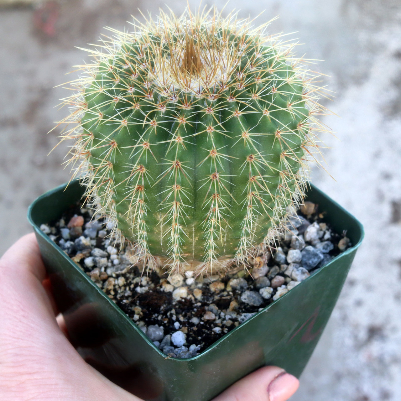 Parodia nigrispina [large] | Mountain Crest Gardens™