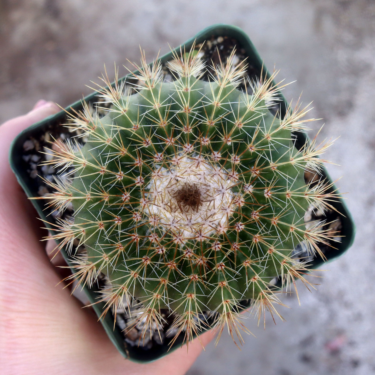 Parodia nigrispina [large] | Mountain Crest Gardens™