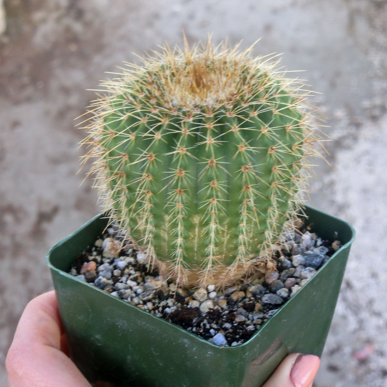 Parodia nigrispina [large] | Mountain Crest Gardens™