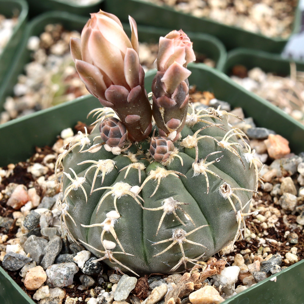 Gymnocalycium bayrianum [small] | MCG