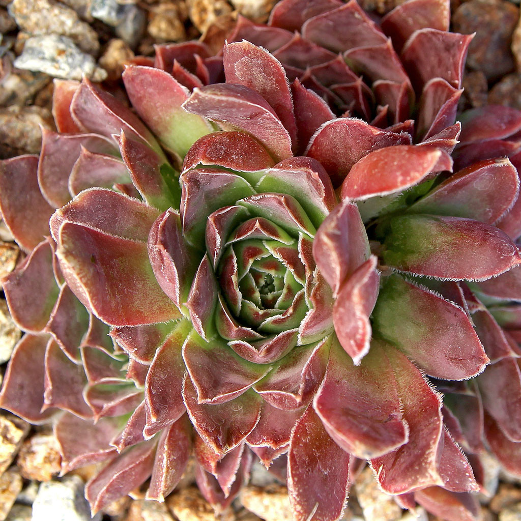 Sempervivum heuffelii 'Violet' - Mountain Crest Gardens