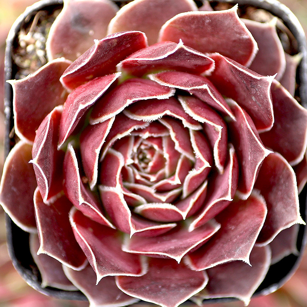 Sempervivum heuffelii 'Violet' - Mountain Crest Gardens