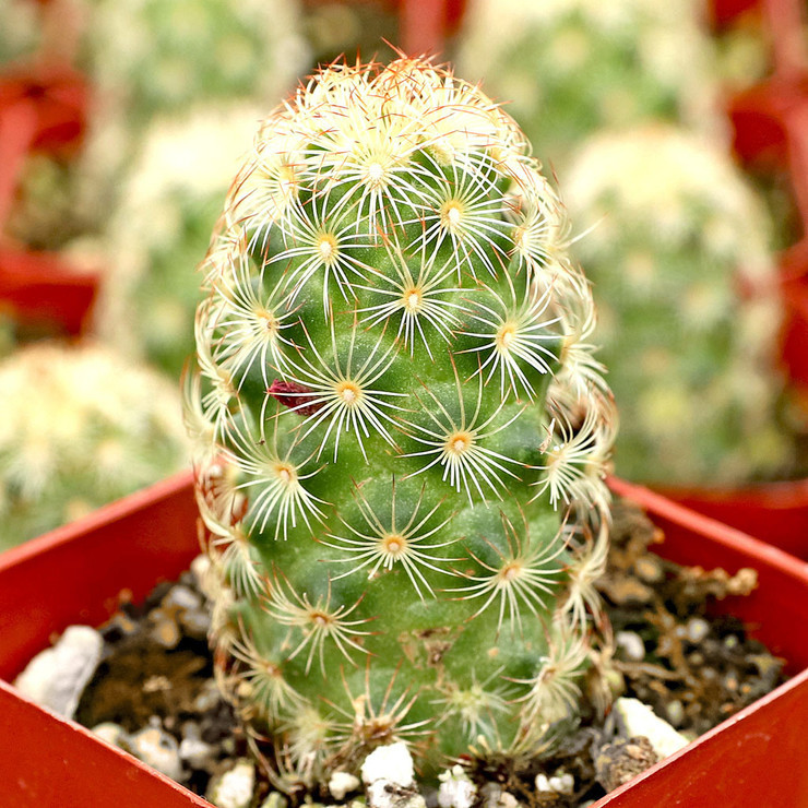 Mammillaria elongata - Ladyfinger Cactus [large]