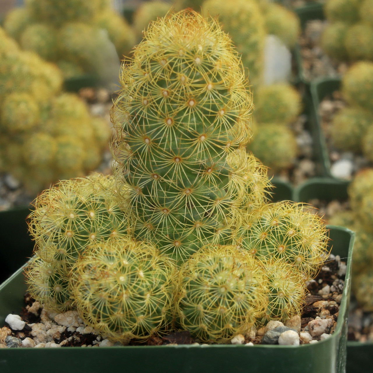 Mammillaria elongata - Ladyfinger Cactus [large]
