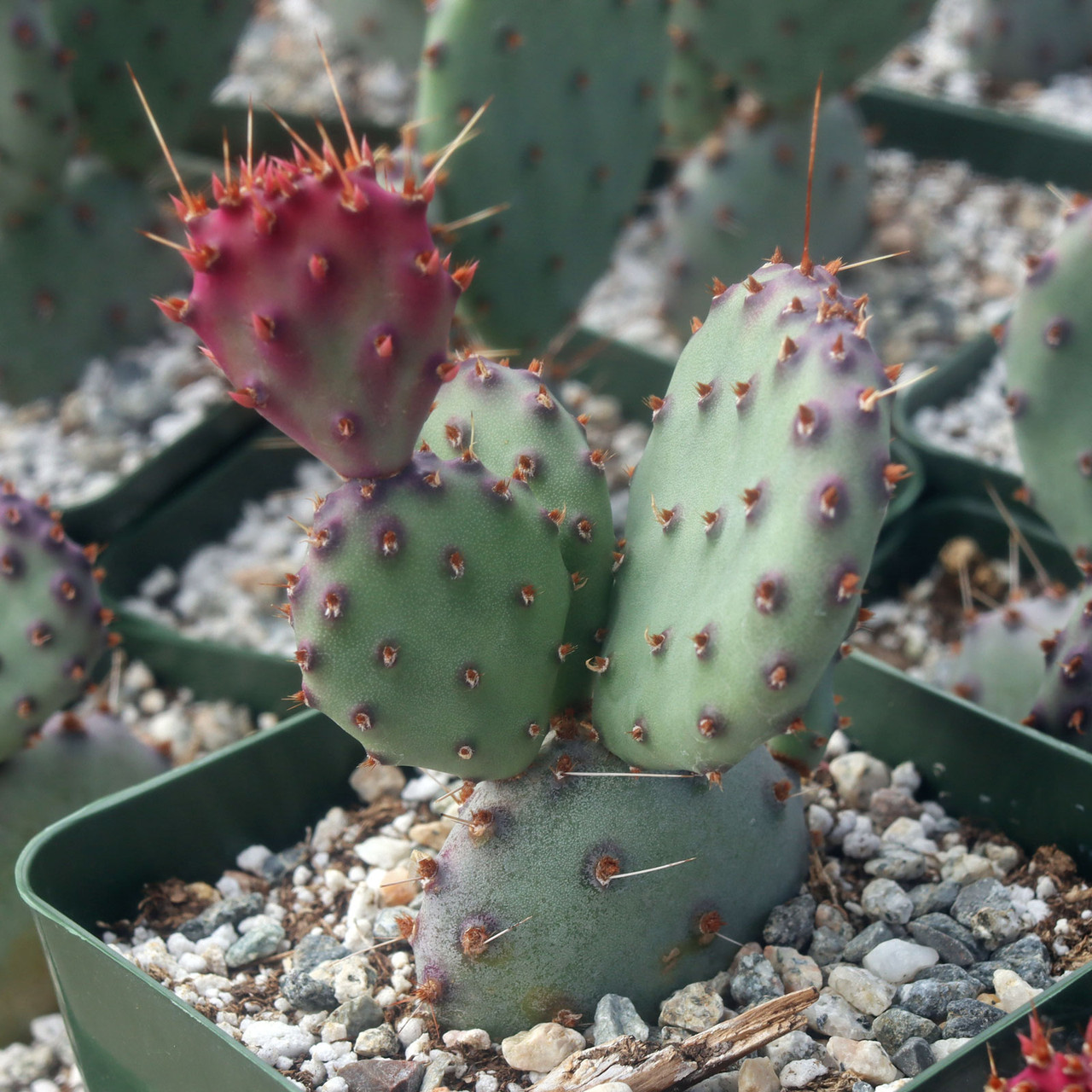 Opuntia 'Santa Rita' [large]
