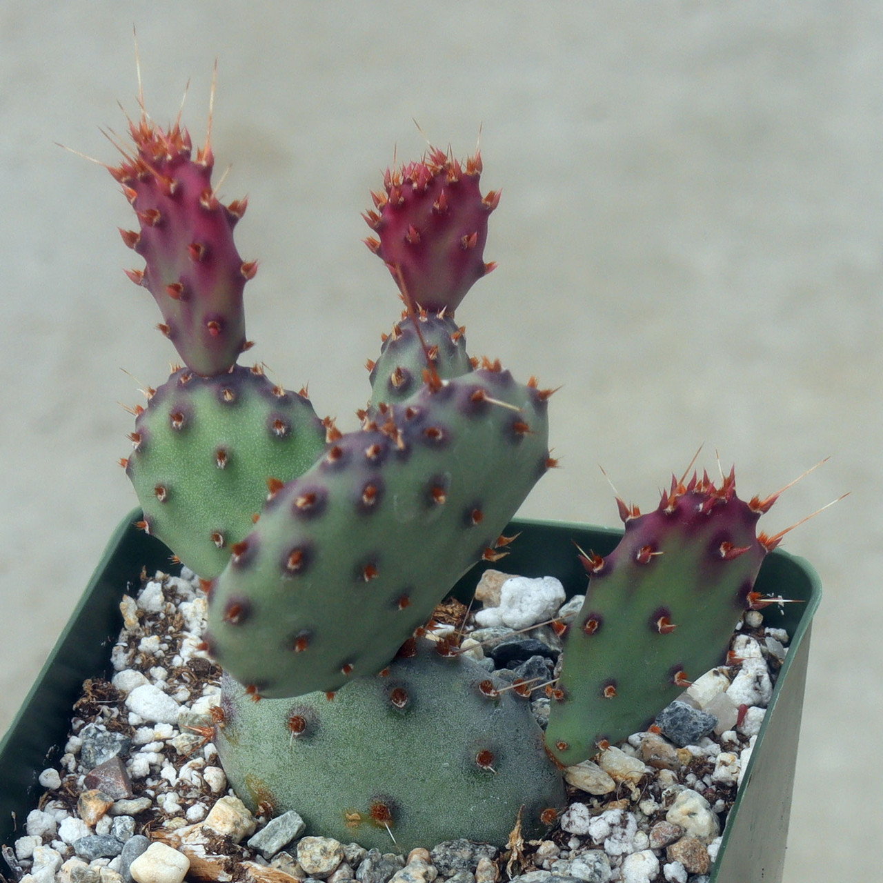 Opuntia 'Santa Rita' [large] | Mountain Crest Gardens™