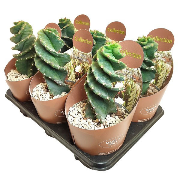 Cereus forbesii 'Spiralis'