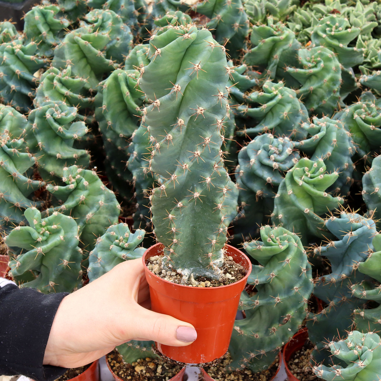13. Cereus forbesii spiralis 柱サボテン セレウス フォルビシー