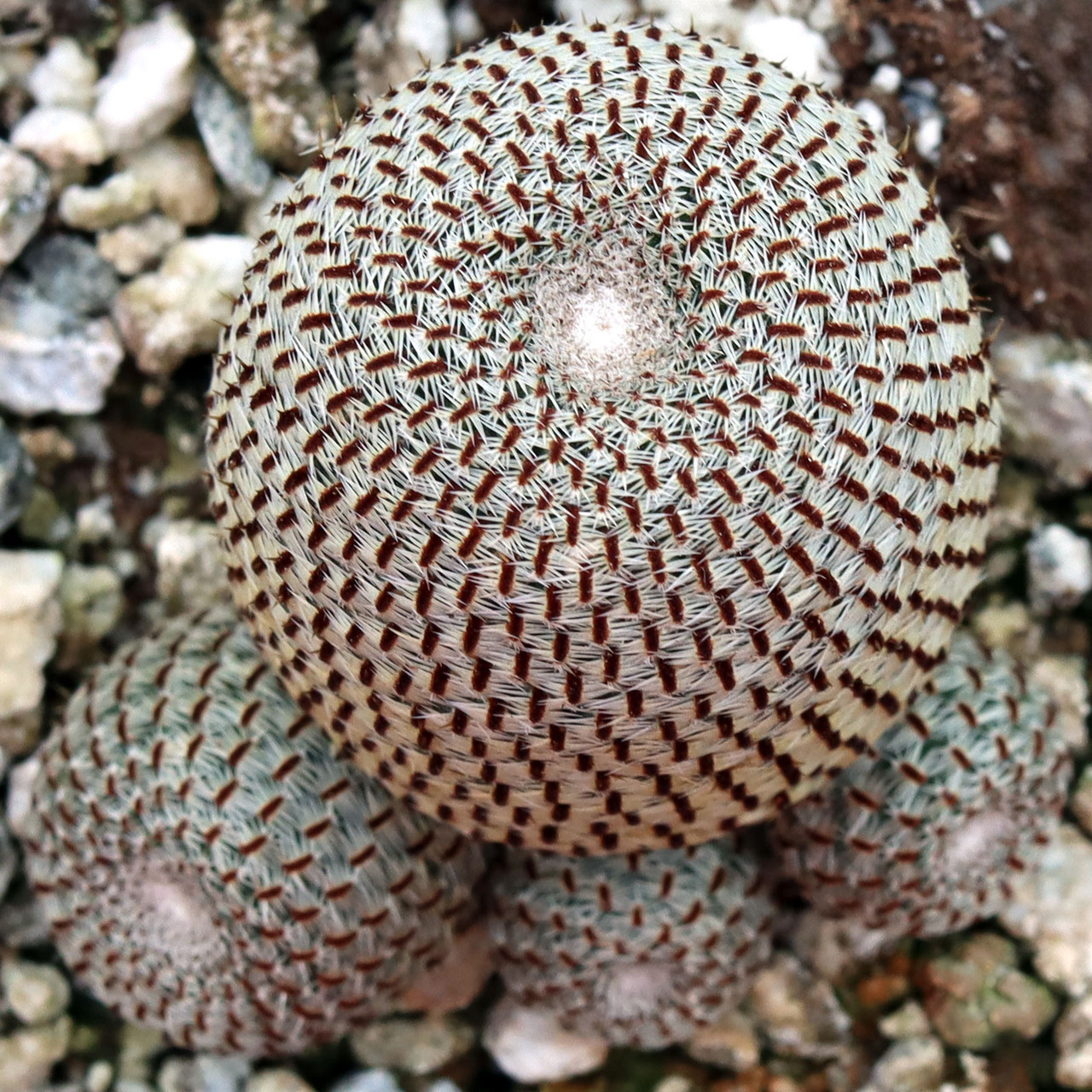 Rebutia heliosa | Mountain Crest Gardens