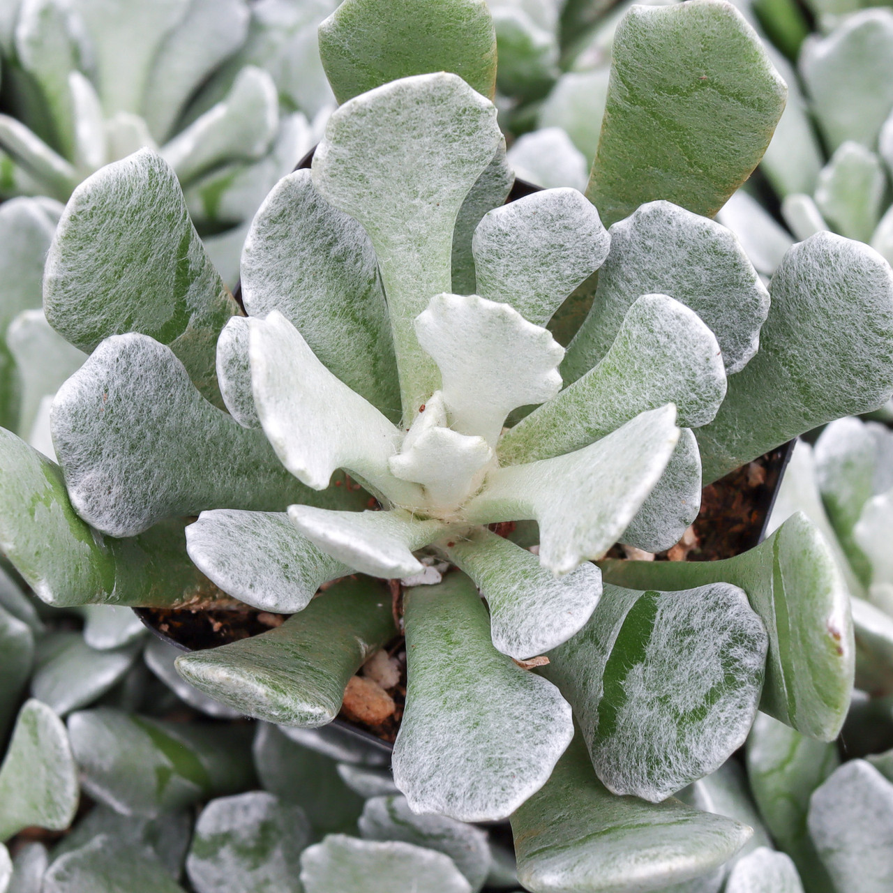 Senecio scaposus var. addoensis | Mountain Crest Gardens™