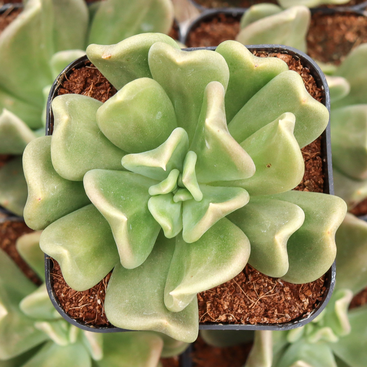 Echeveria 'Curve' | Mountain Crest Gardens™
