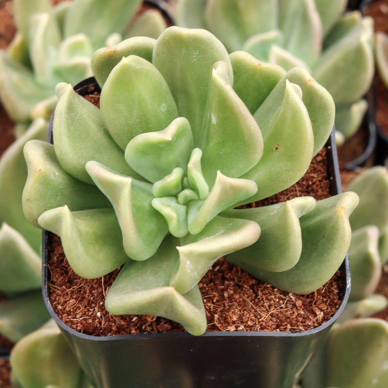 Echeveria 'Curve' | Mountain Crest Gardens™
