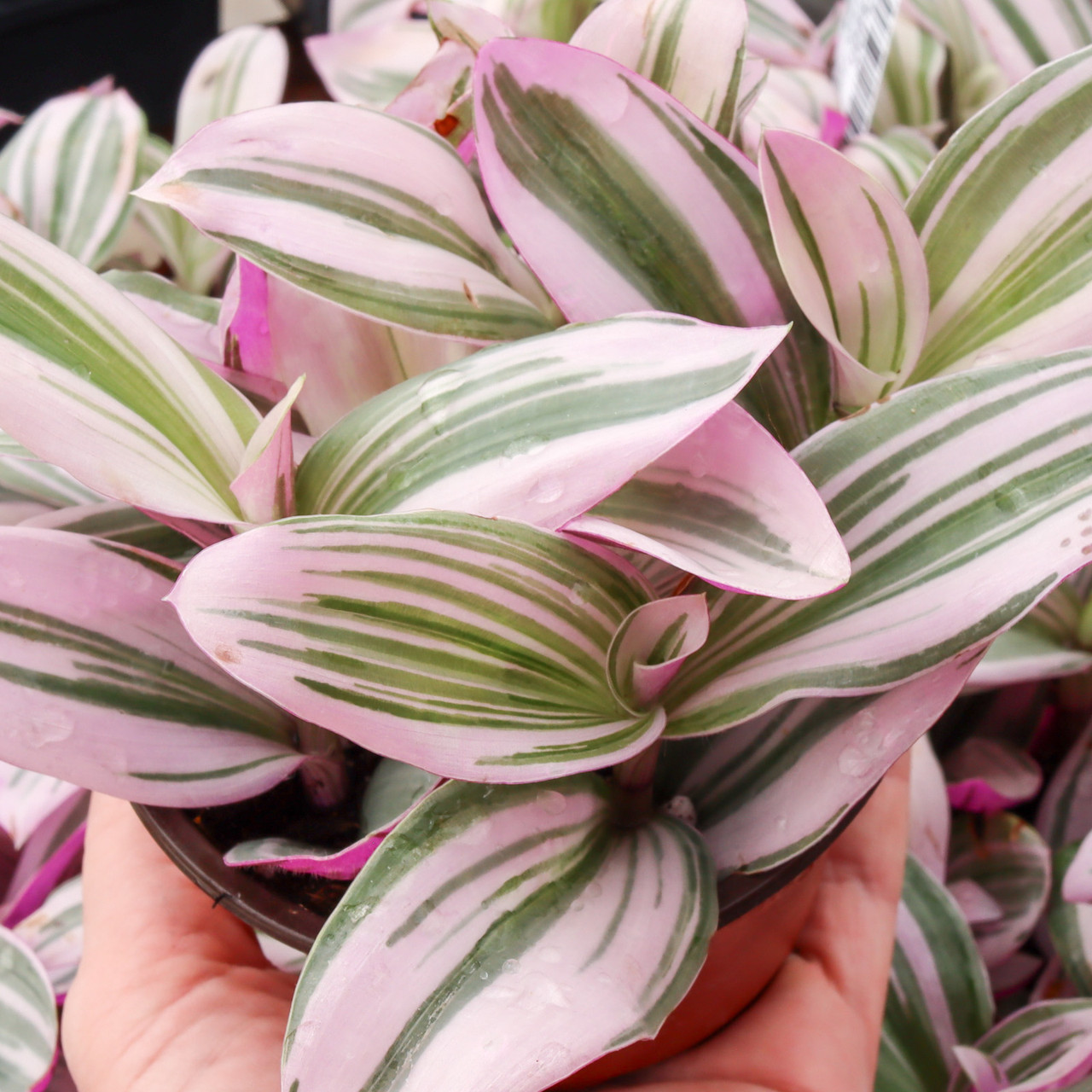 Tradescantia cerinthoides 'Pink Furry' [large] | MCG