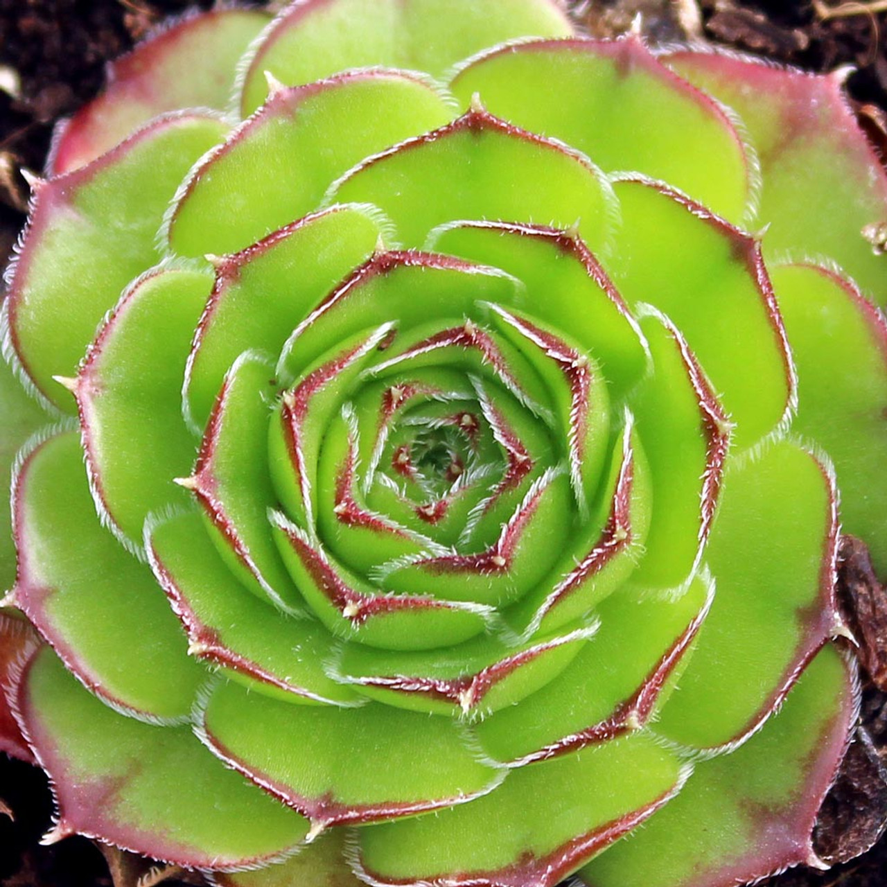希少 Sempervivum and Jovibarba Jovibarba vs. Sempervivum | The Succulent Eclectic