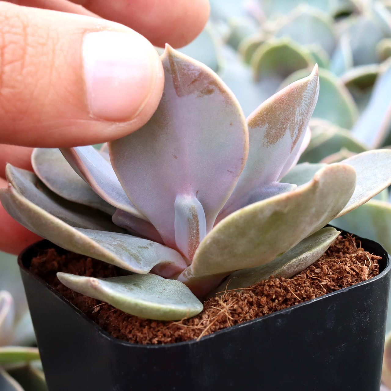Echeveria 'Trompette' | Mountain Crest Gardens™