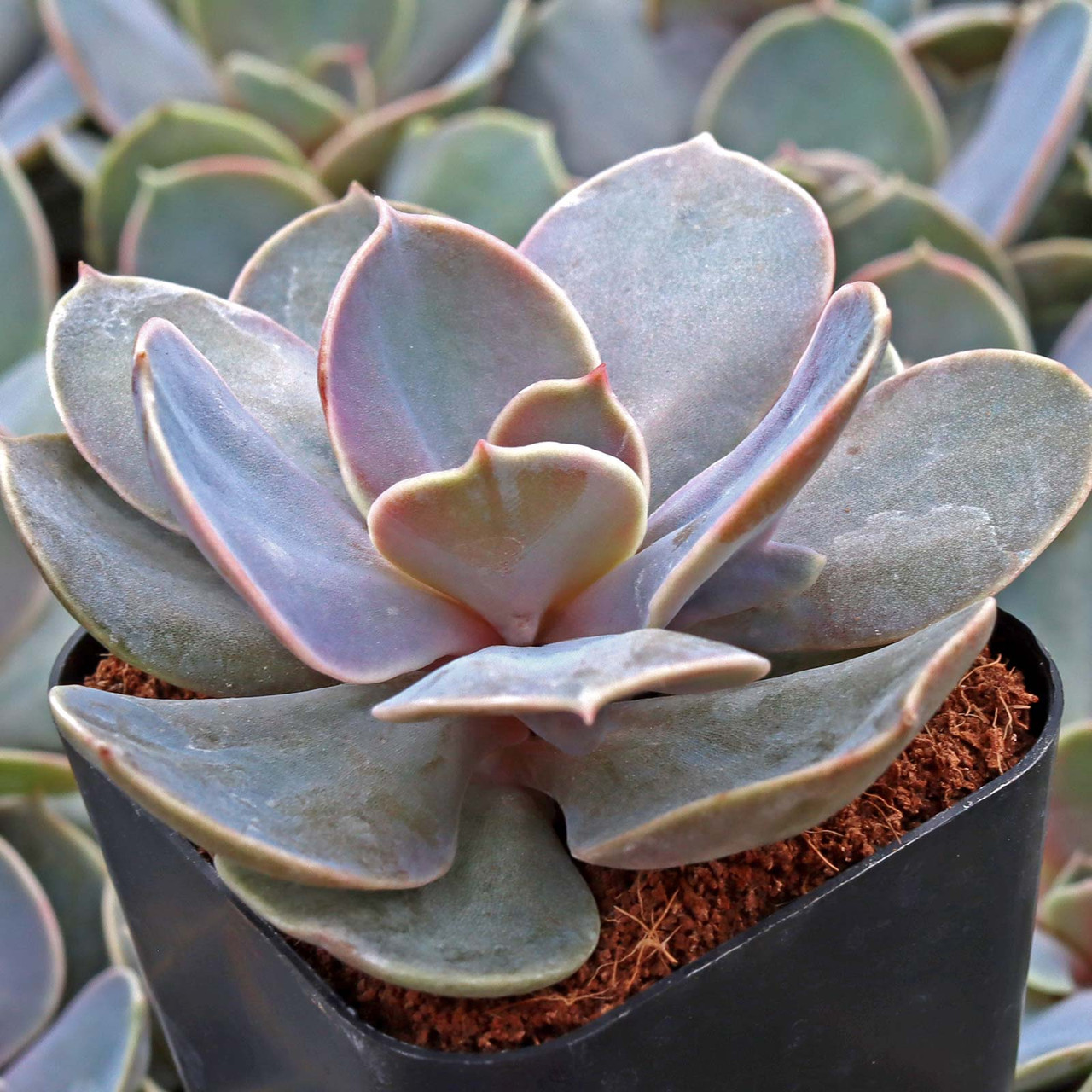 Echeveria 'Trompette' | Mountain Crest Gardens™