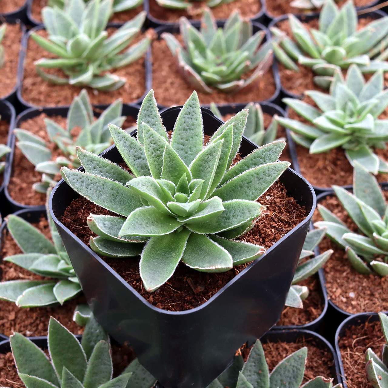 Crassula exilis ssp. schmidtii - Fairy Tongue