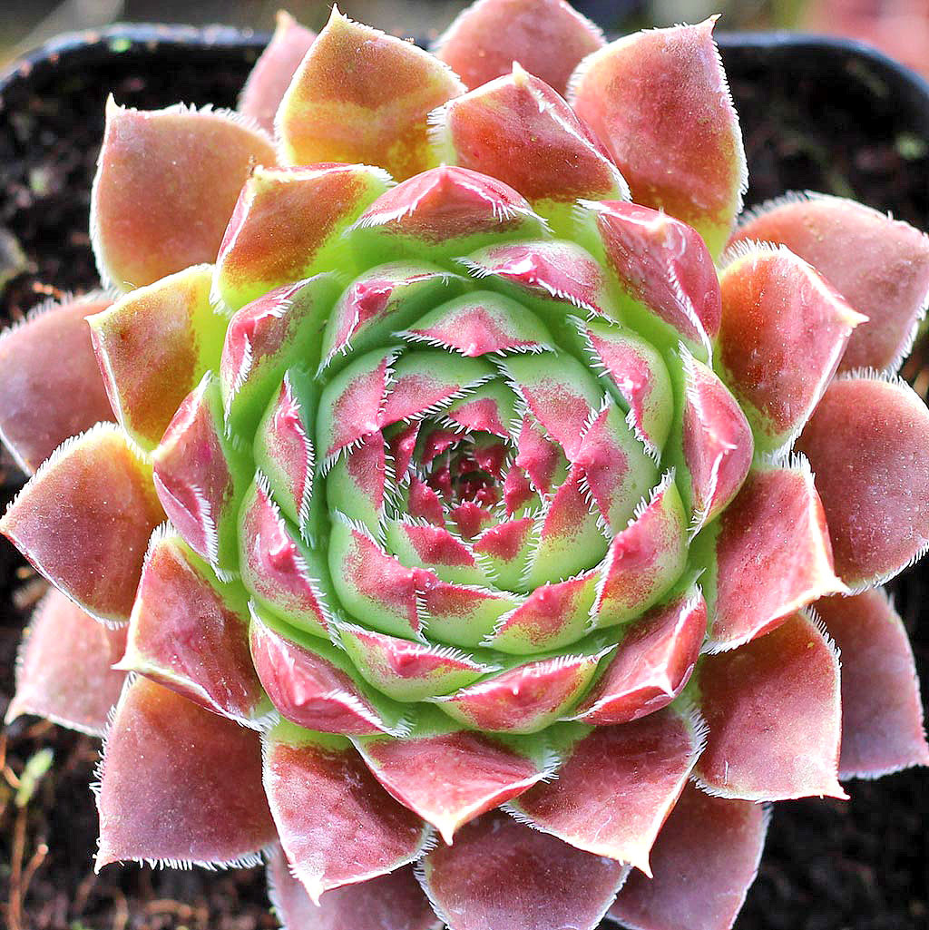 Sempervivum heuffelii 'Jowan' [exclusive] | MCG™