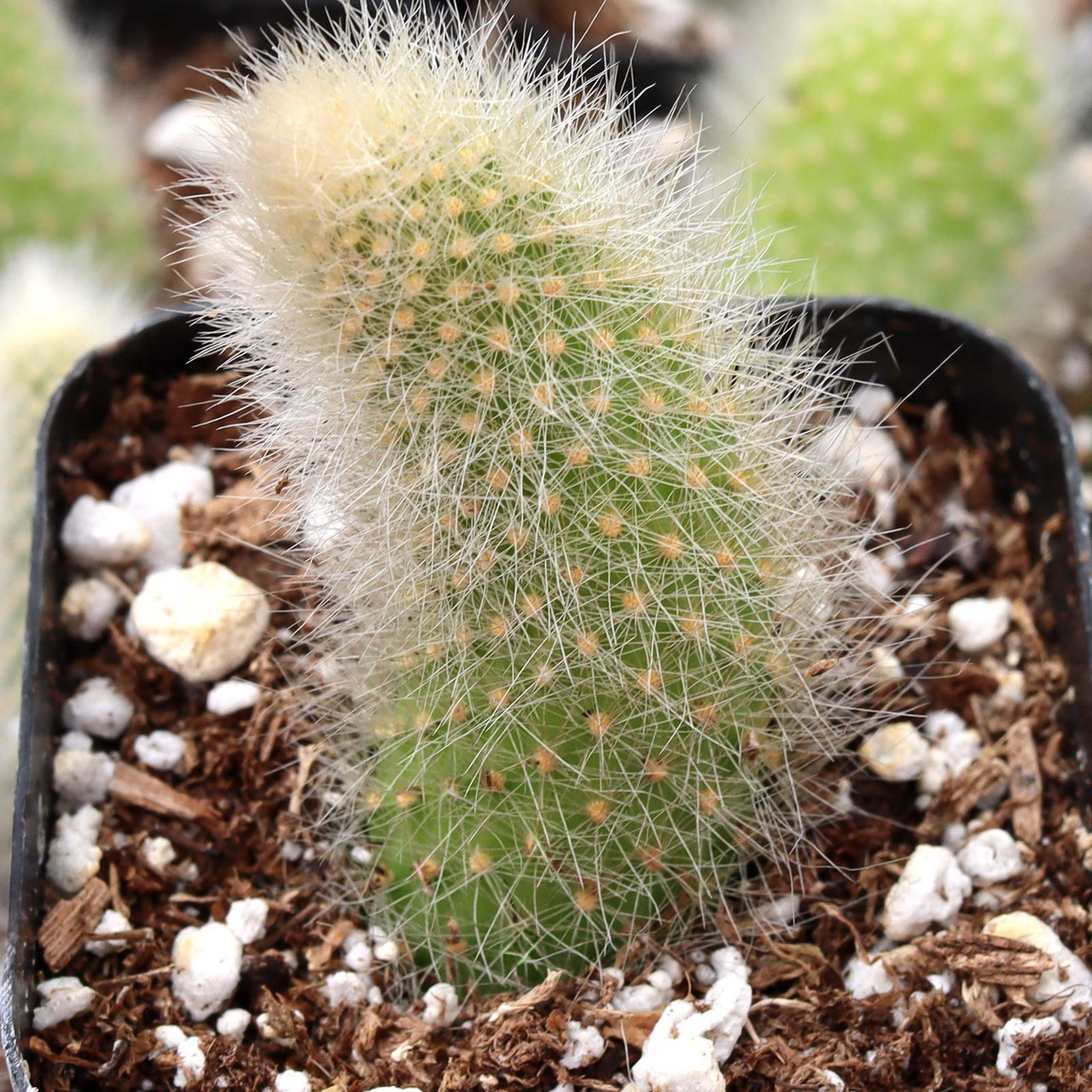Cleistocactus winteri ssp. colademononis - Monkey Tail Cactus