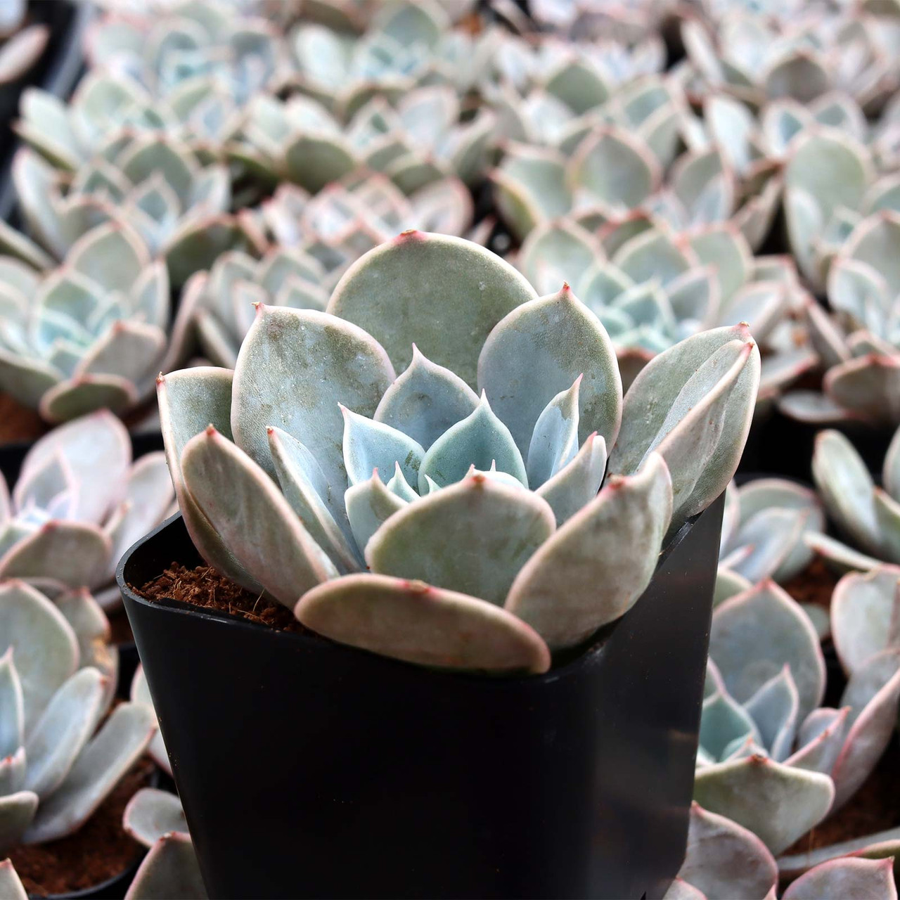 echeveria サイズ1 60mm Echeveria 'Sunny Jenny' Single, Rare and Live Succulent – FM