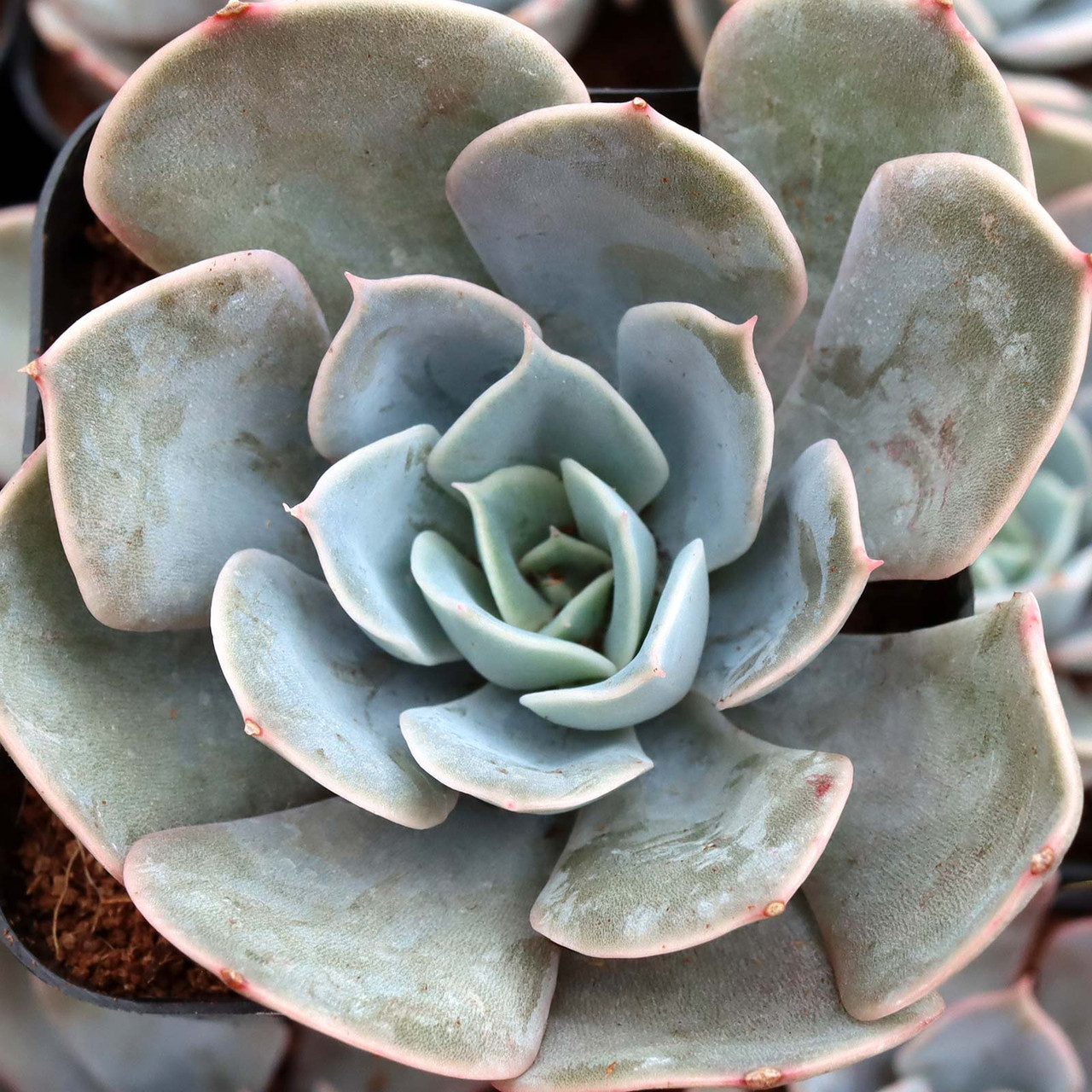 echeveria サイズ1 echeveria_agavoides_prolifera_ ジャケット・アウター