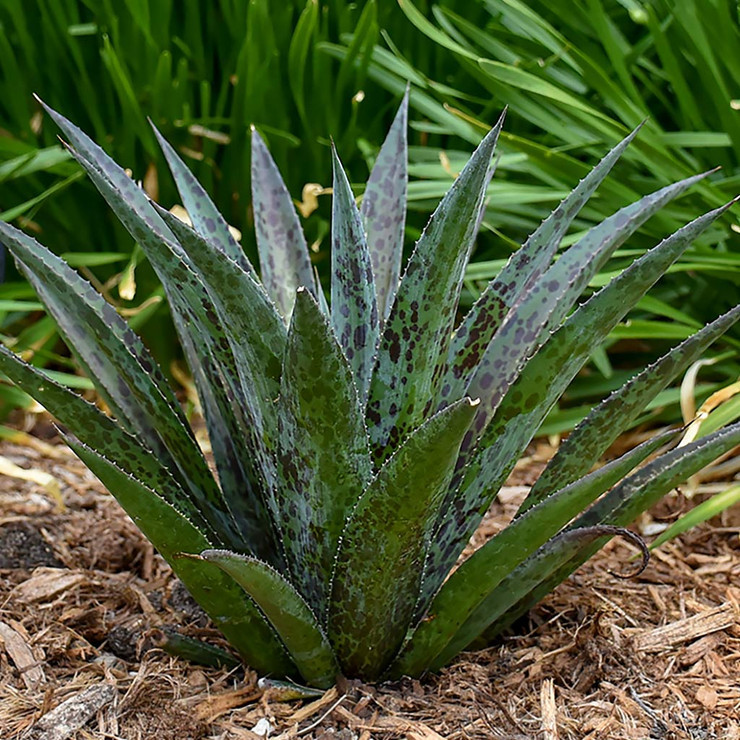 Mangave 'Pineapple Express' [large] | MCG
