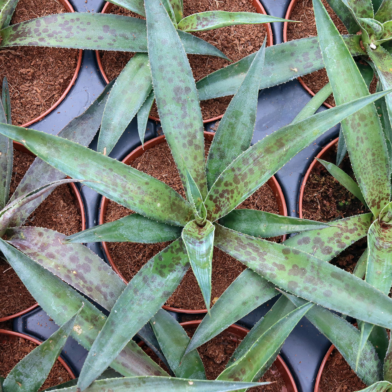 Mangave 'Pineapple Express' [large] | MCG