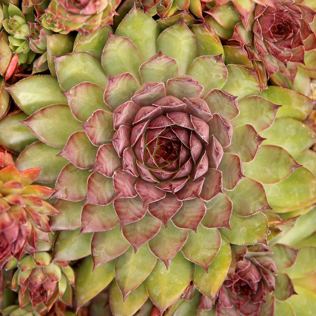Mountain Crest Gardens Sempervivum - Thumbnail 5