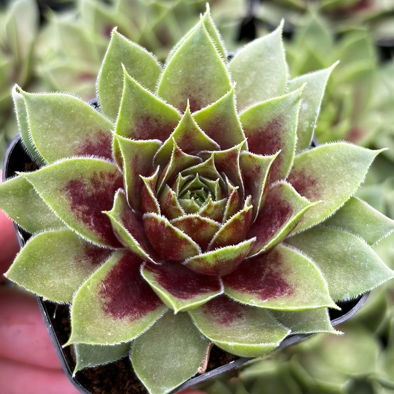 Coconut☆　 Sempervivum Colorockz® 'Coconut Crystal' | MCG™
