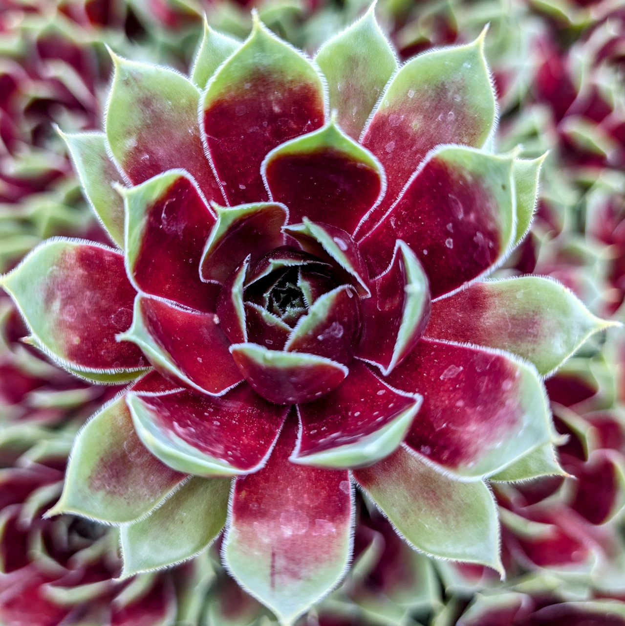 Coconut☆　 Sempervivum Colorockz® 'Coconut Crystal' | MCG™