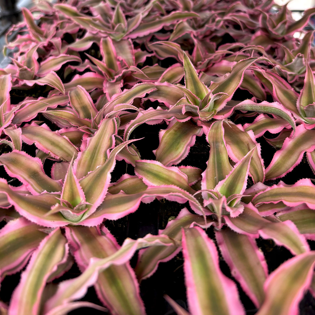 Cryptanthus 'Pink Starlight' | MCG™