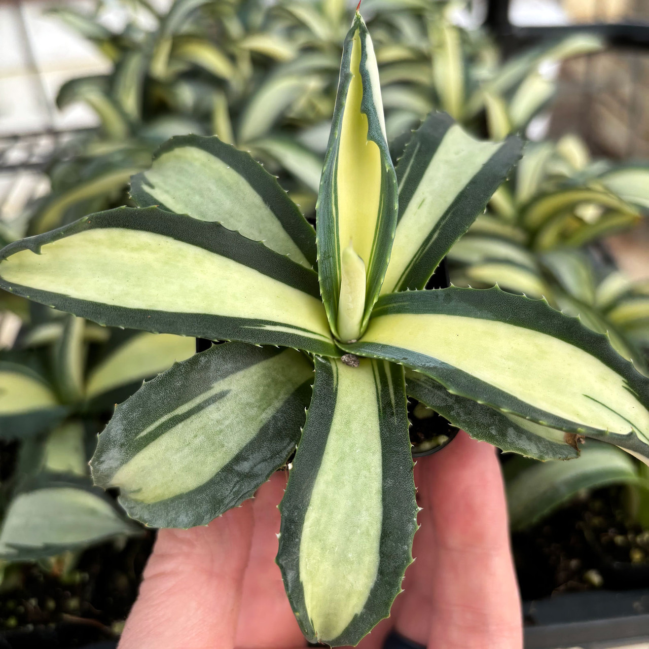 Agave americana f. mediopicta 'Aurea'