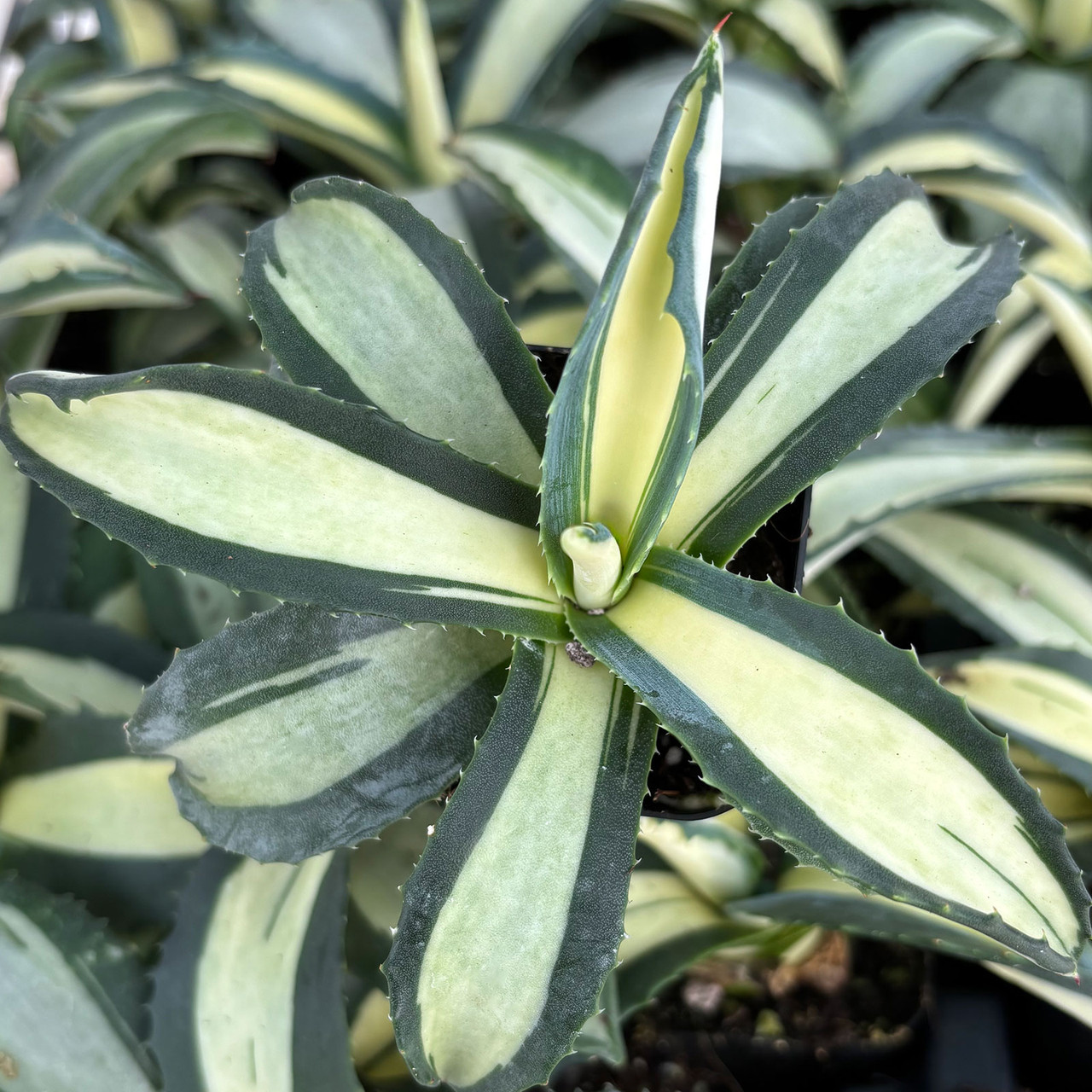 Agave americana f. mediopicta 'Aurea' [large] [limited] | MCG™
