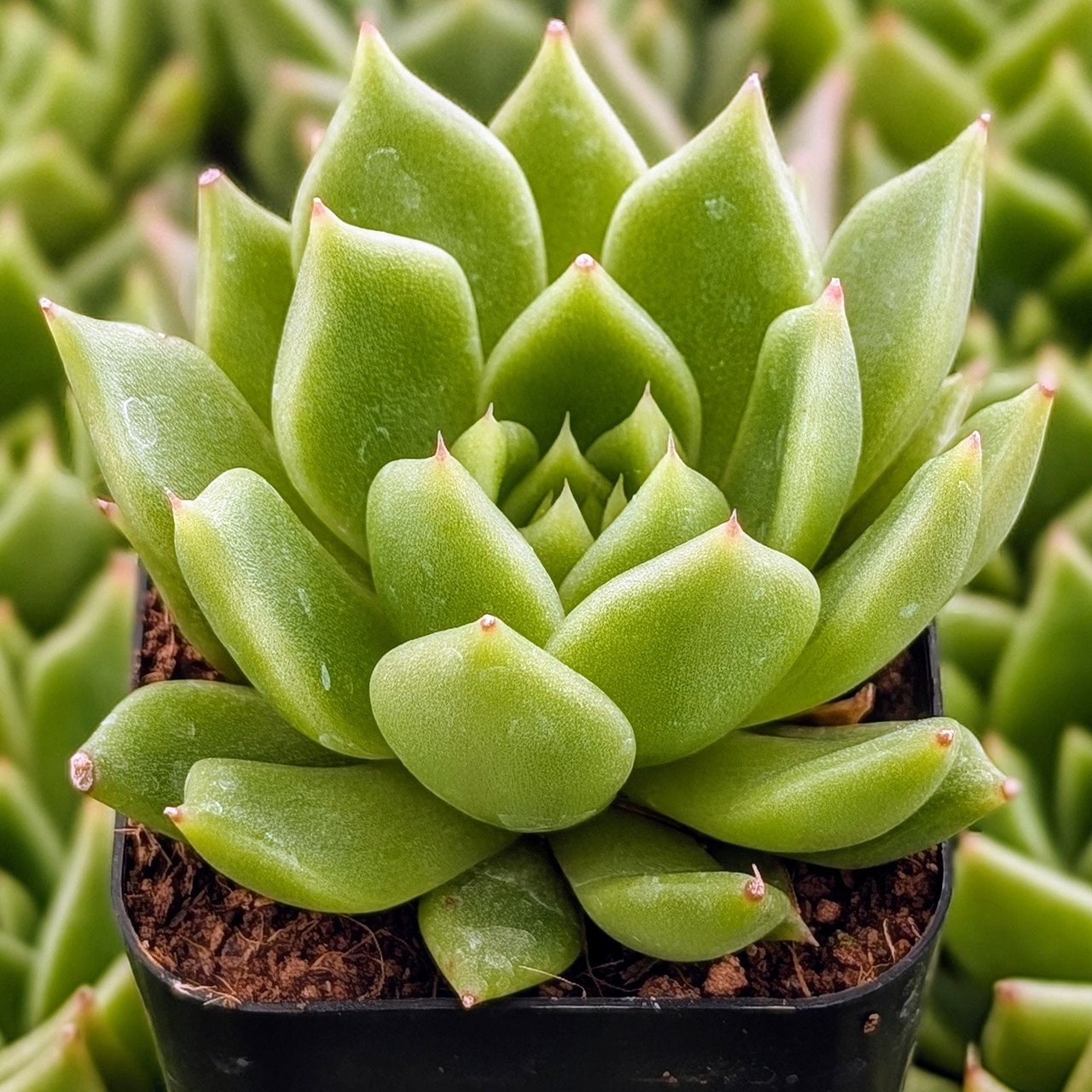 Echeveria agavoides 'Dark Green' | Mountain Crest Gardens™