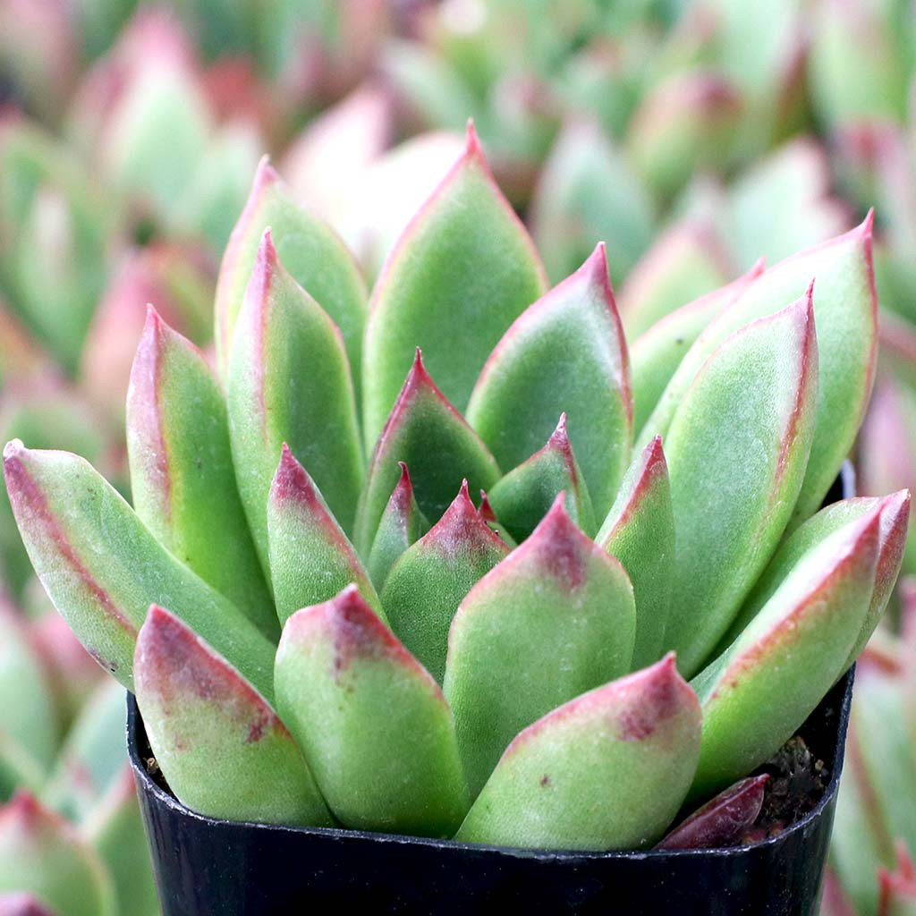 Echeveria 'Fiesta' | Mountain Crest Gardens®