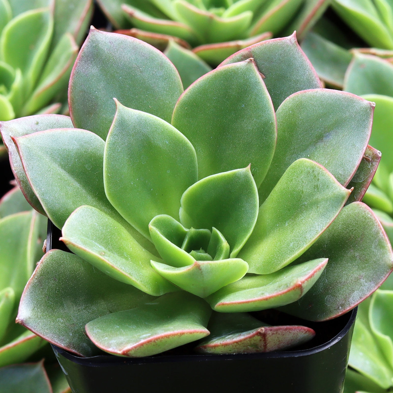 Echeveria 'Salsa Verde' | Mountain Crest Gardens™