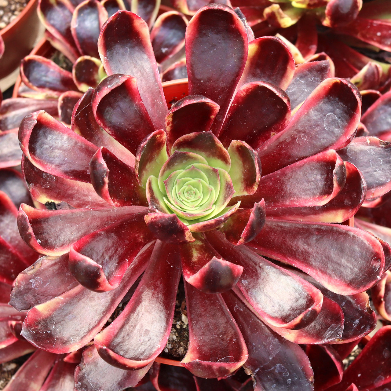 cotyledon pendens succulent Cotyledon Pendens main image 0