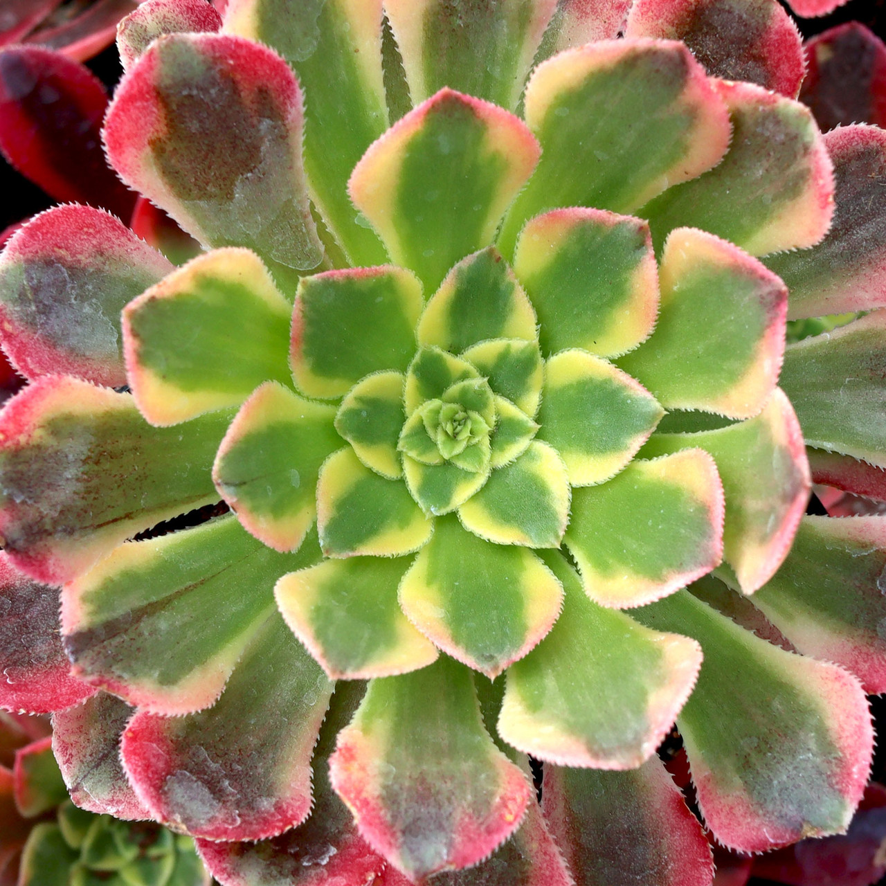 Aeonium 'God of Fire' | Mountain Crest Gardens