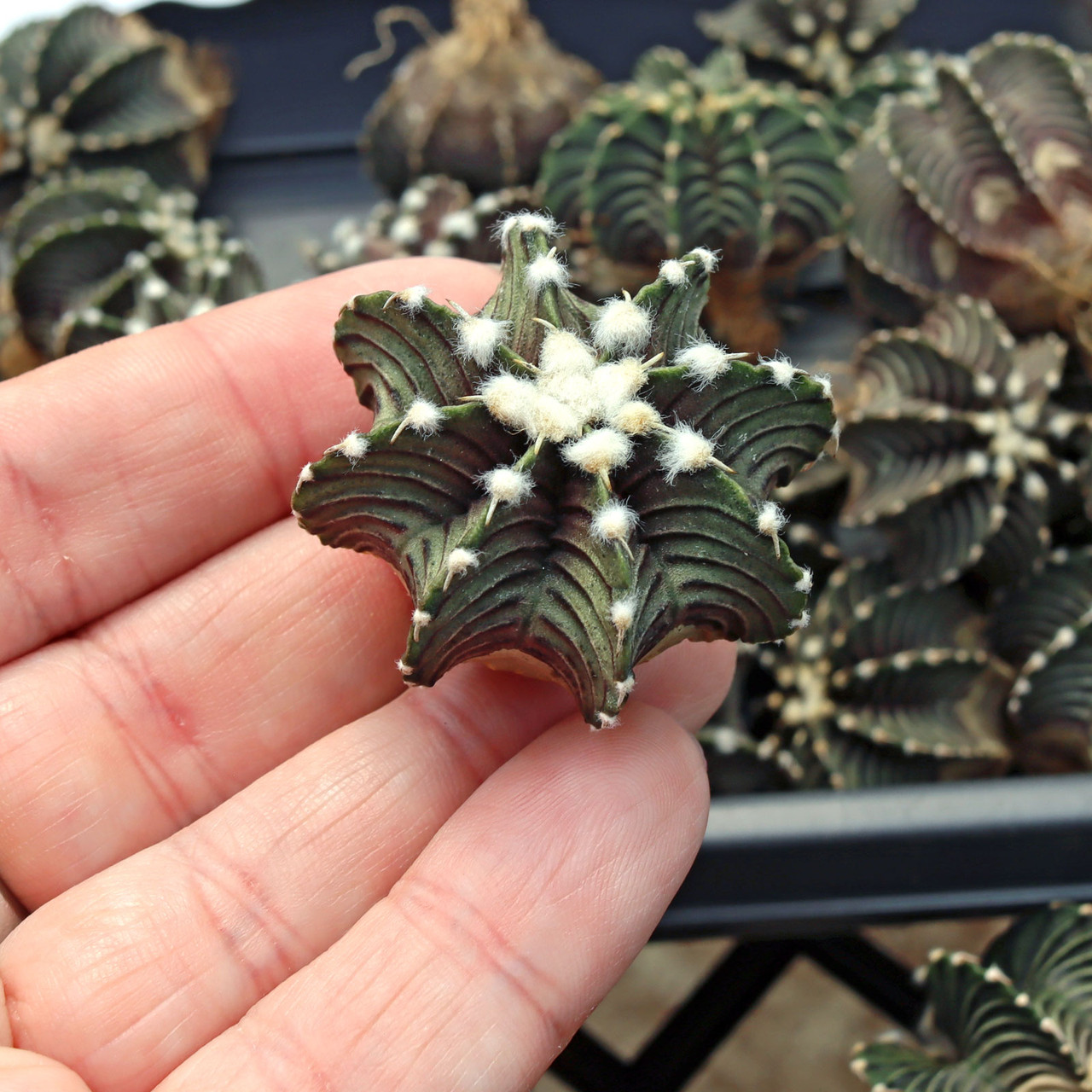 Gymnocalycium stenopleurum 'Green Machine' [1.5