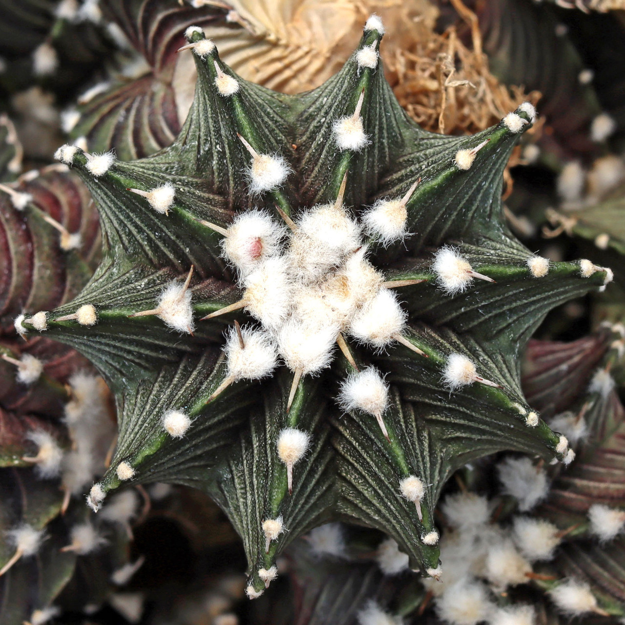 mammillaria rhodantha 🌈 Rainbow Pincushion Cactus – Mammillaria rhodantha (3