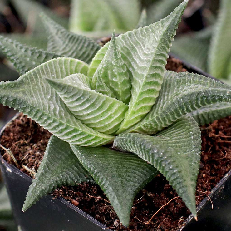 Haworthia limifolia f. spiralis [large]