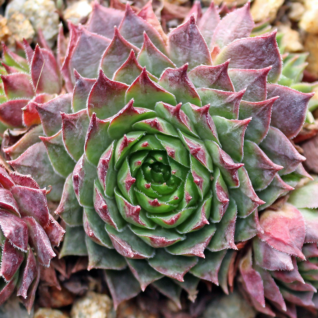 Sempervivum 'Dallas' - Mountain Crest Gardens
