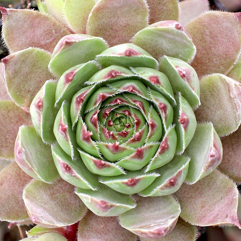 Sempervivum 'Dallas' - Mountain Crest Gardens