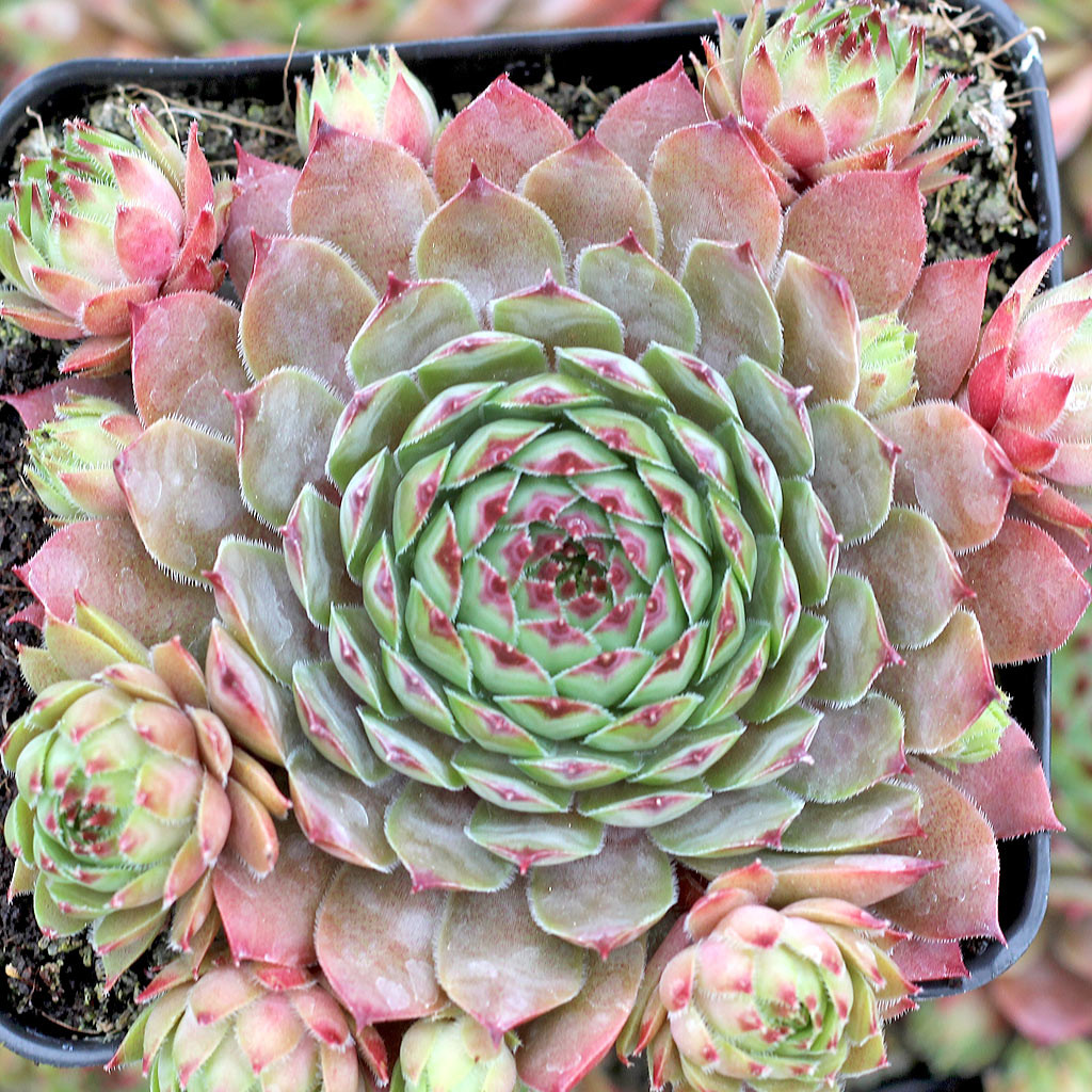 Sempervivum 'Dallas' - Mountain Crest Gardens