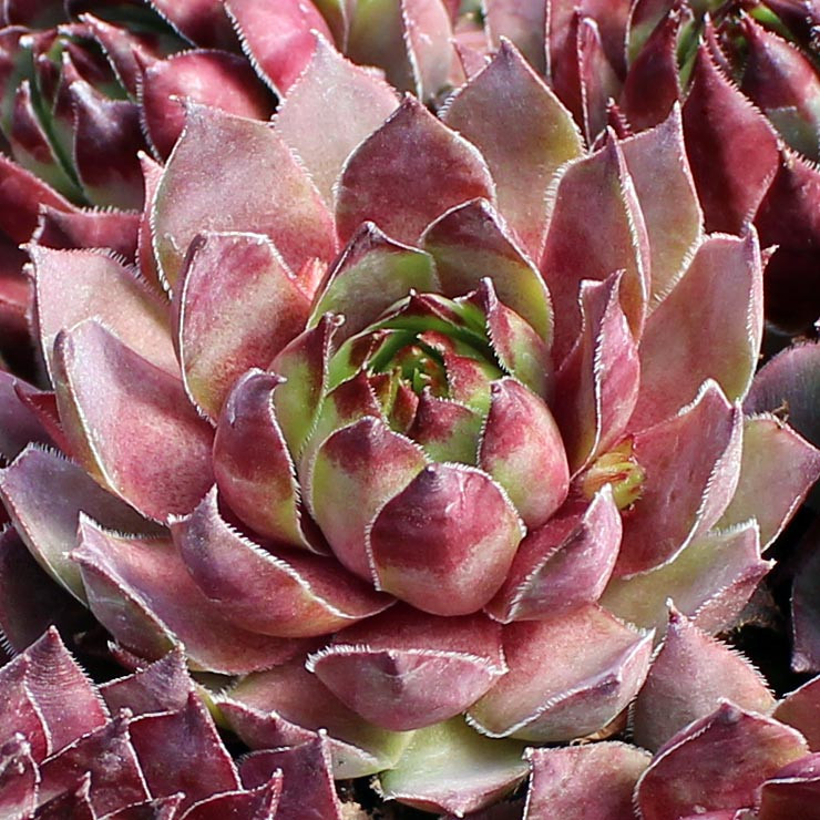 Sempervivum 'Dallas' - Mountain Crest Gardens