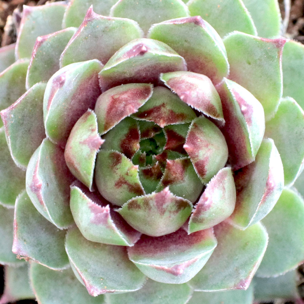 Sempervivum 'Dallas' - Mountain Crest Gardens