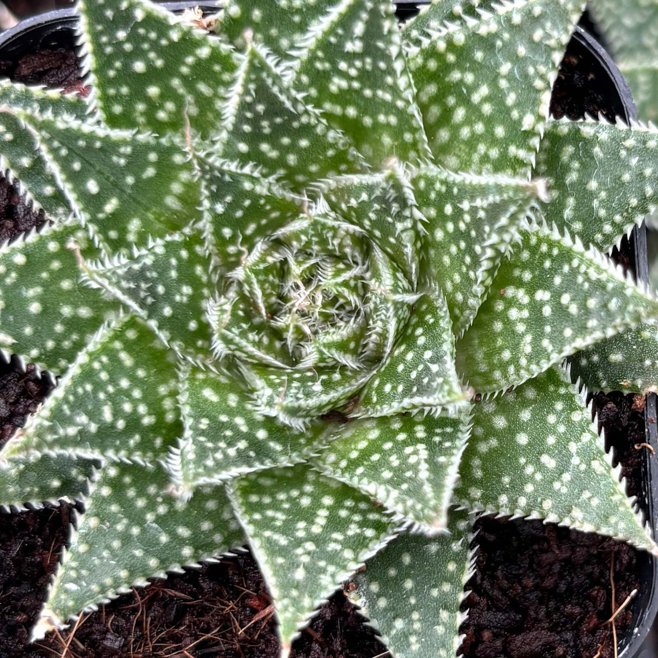 Aloe 'Snow'