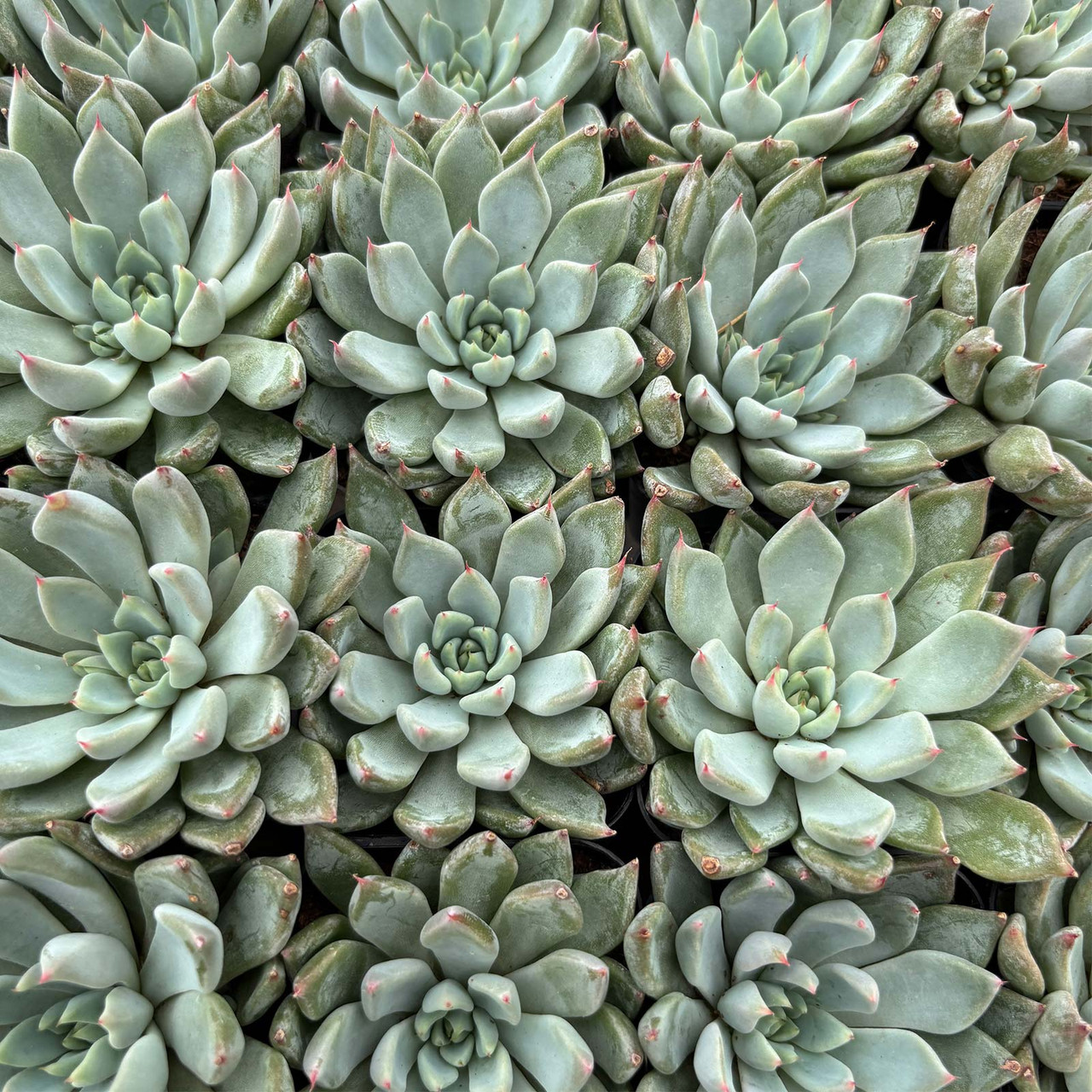 Echeveria 'Barca' | Mountain Crest Gardens