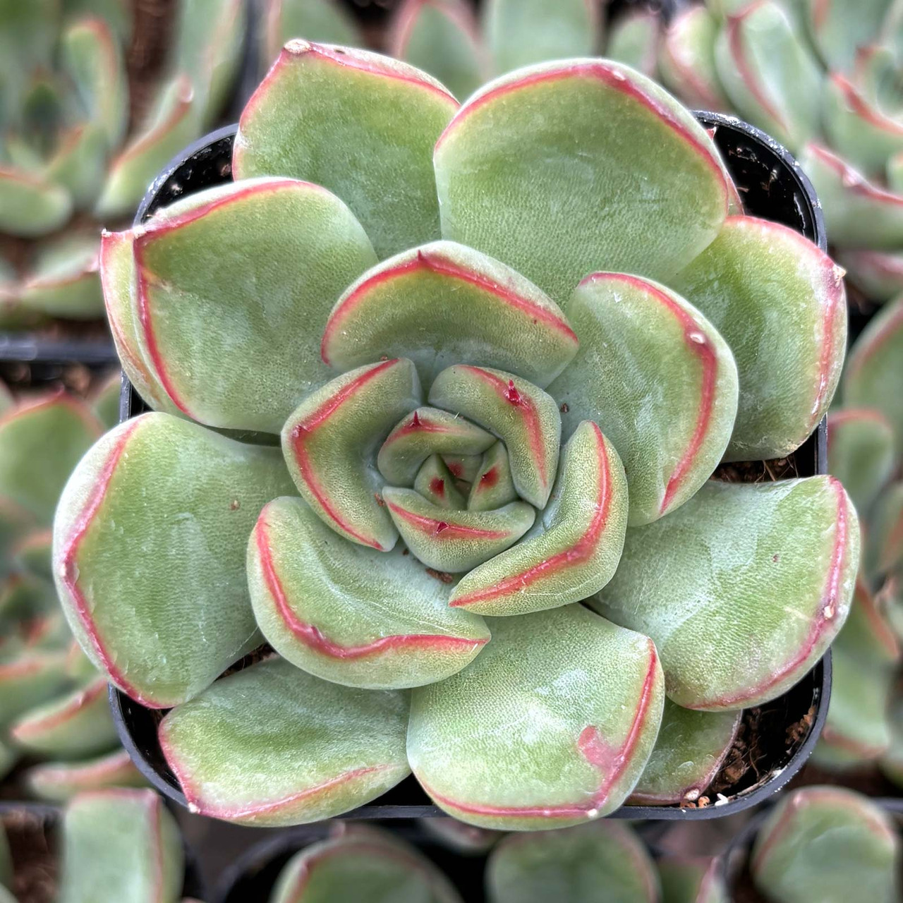 Echeveria 'Big Surprise | MCG™