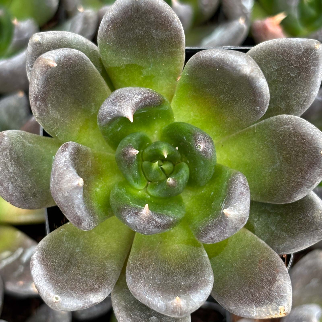 Echeveria 'Dark Rose'